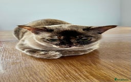 Burmese cats for sale: Chocolate Tortie - Image 3