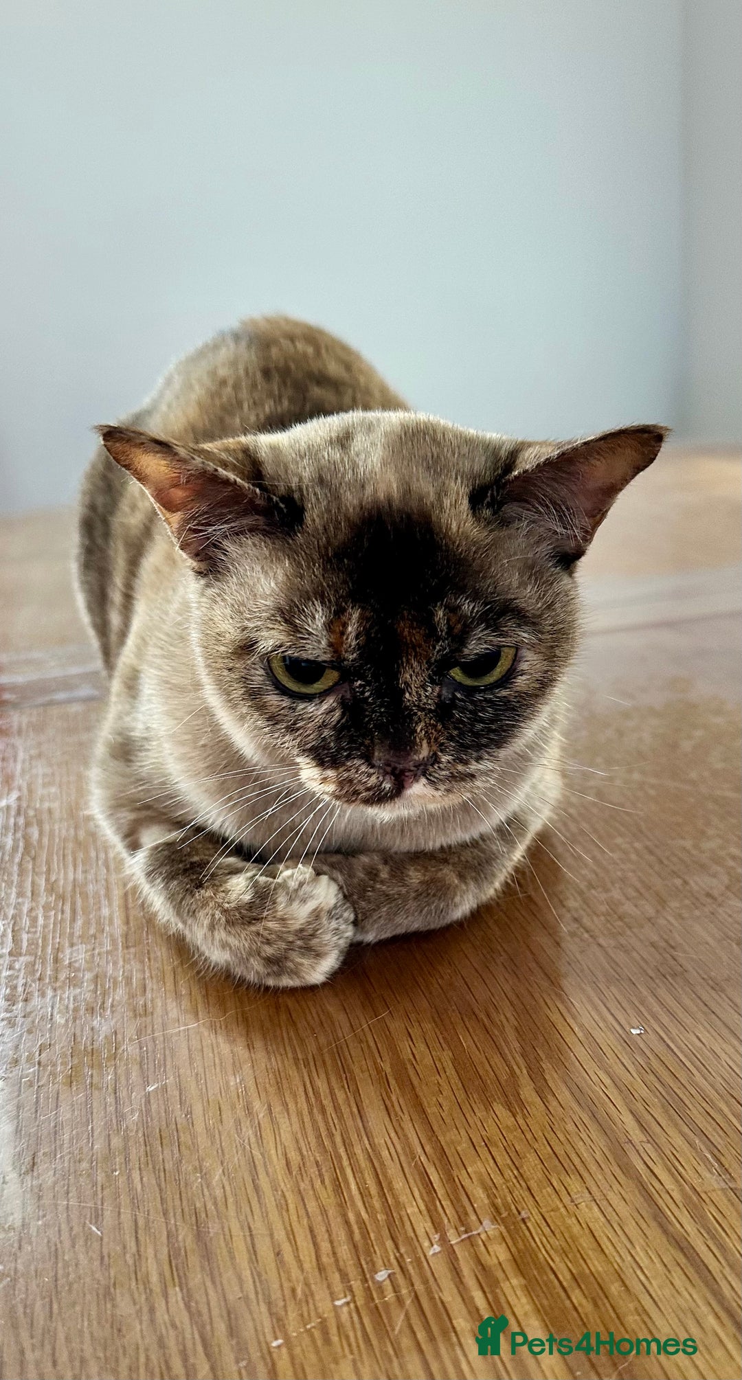 Burmese cats for sale: Chocolate Tortie - Image 3