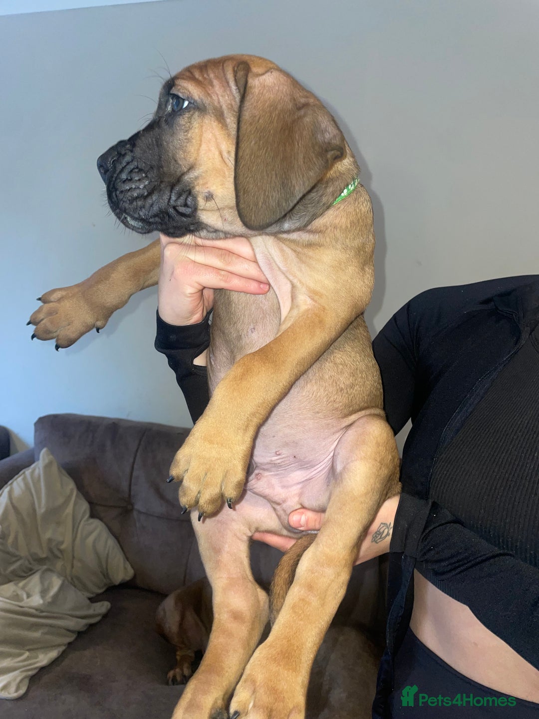Cane Corso dogs for sale: 9 week old cane corso puppies for sale - Image 6