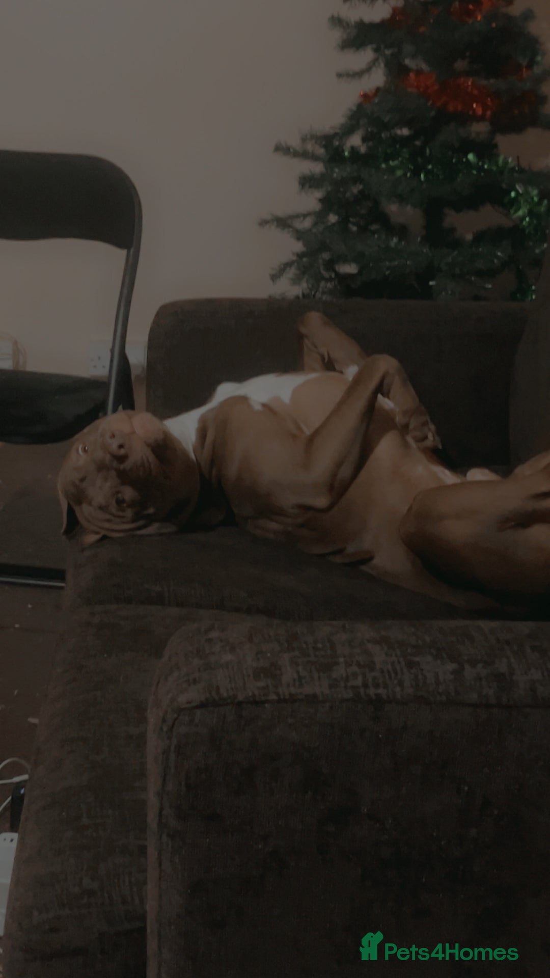 Staffordshire Bull Terrier dogs for stud: staffy cross stud only NOT SALE - Advert 2