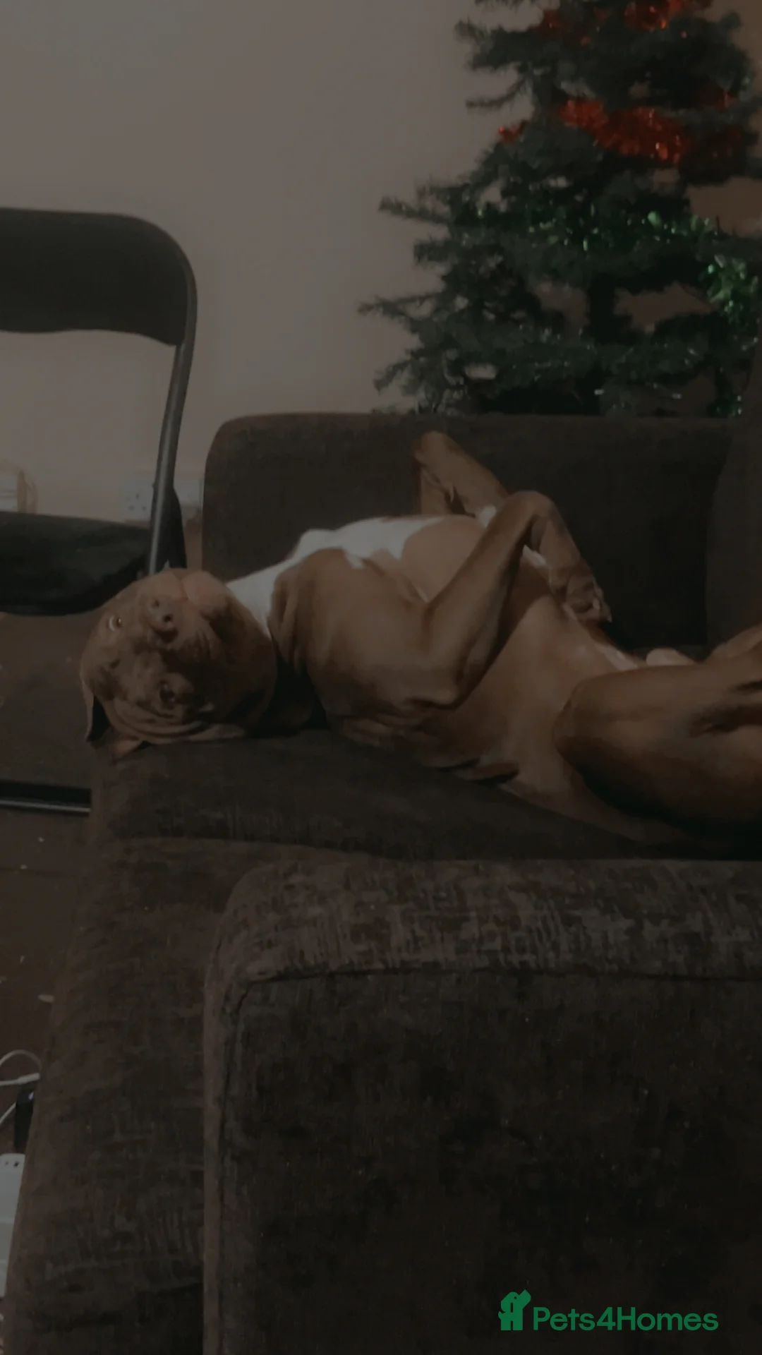 Staffordshire Bull Terrier dogs for stud: staffy cross stud only NOT SALE - Advert 2