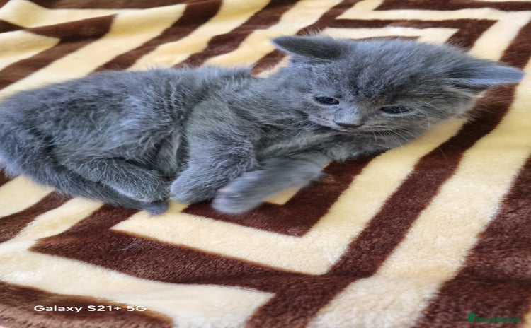 British Longhair cats - Advert 4
