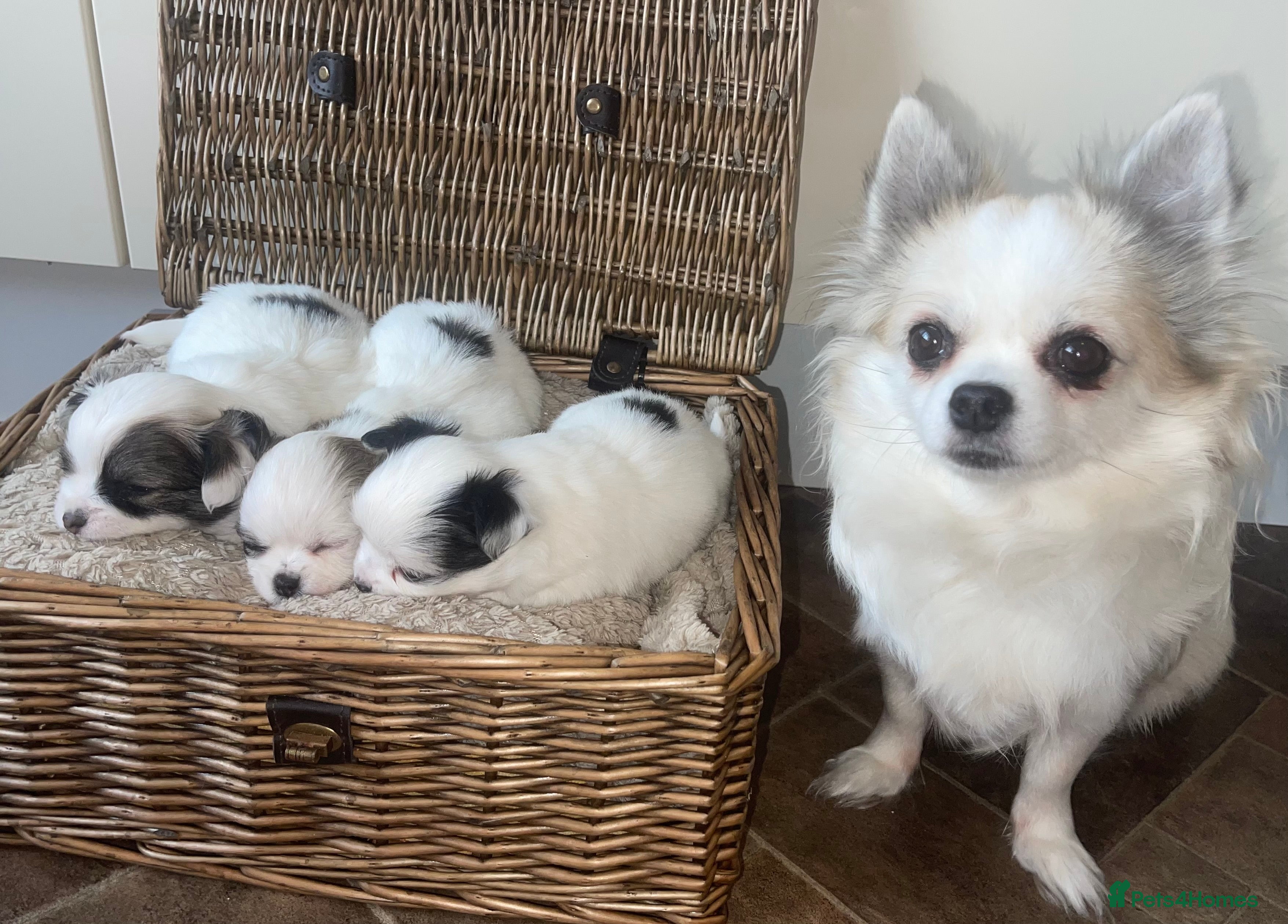 Chihuahua dogs BEAUTIFUL LONG COAT BOYS  - Advert 17