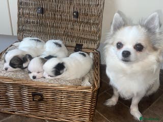 Chihuahua dogs BEAUTIFUL LONG COAT BOYS - Advert 17