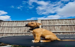 Mixed Breed dogs for sale: Staffy×Serbian Defence Male Puppy – Ready Now - Image 15