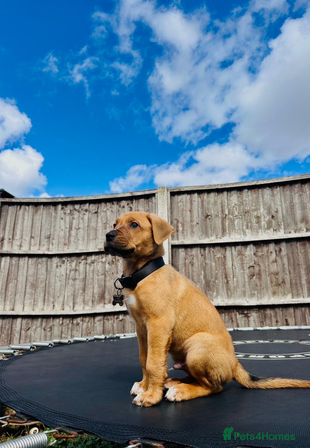 Mixed Breed dogs for sale: Staffy×Serbian Defence Male Puppy – Ready Now - Image 15