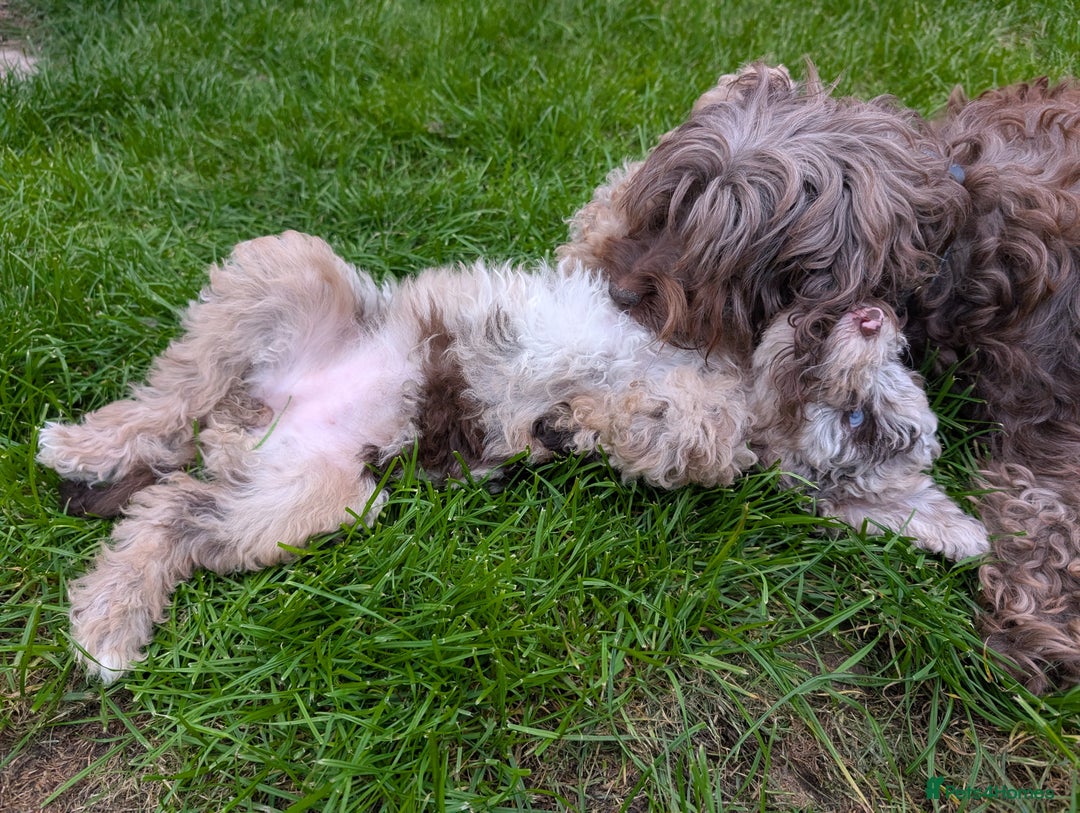 Labradoodle dogs for sale: 🐾Stunning Mini Labradoodle F1b Pups DNA Check🐾  - Image 8