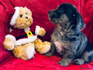 Mixed Breed dogs Stunning Cavacockerpoo ❤️ - Advert 1