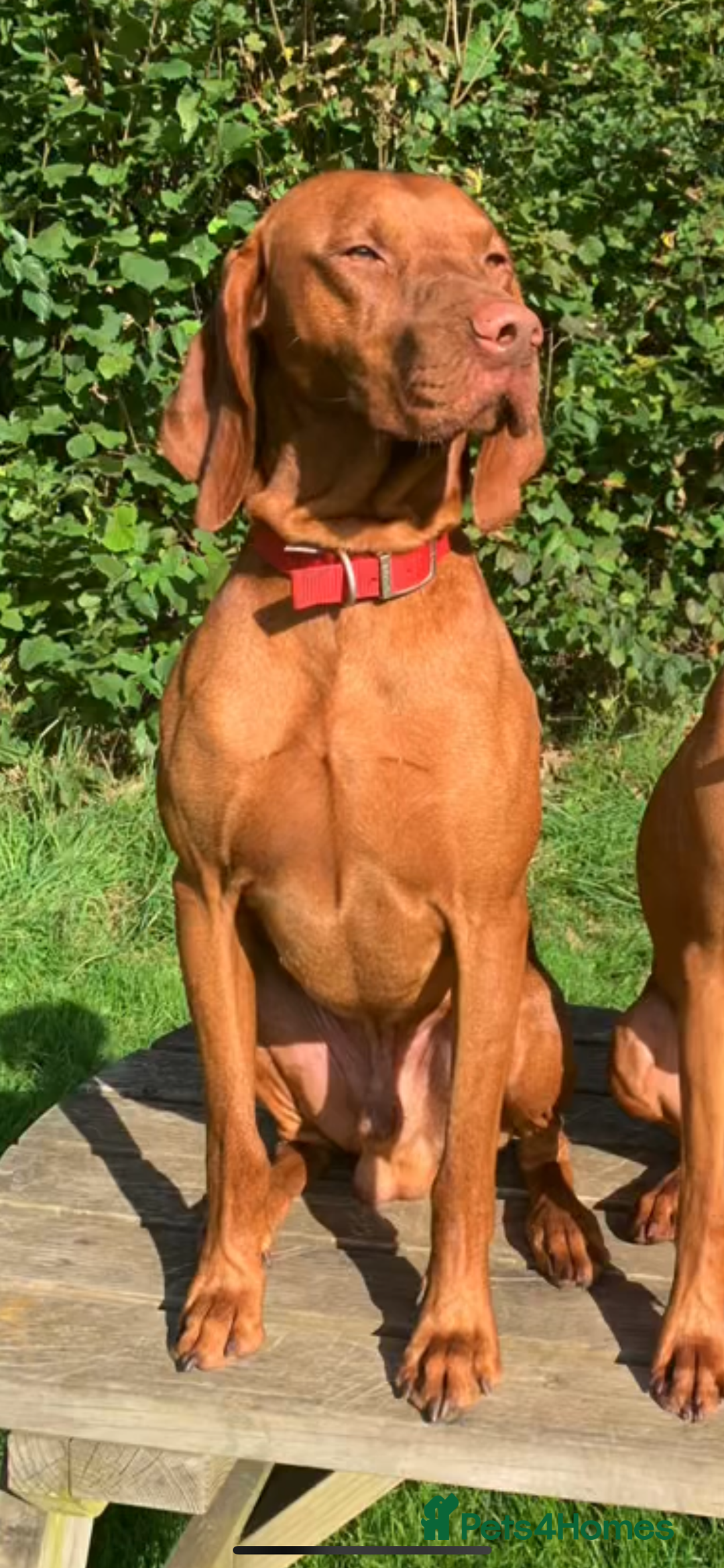 Hungarian Vizsla dogs for sale: KC registered Hungarian Viszla puppies - Advert 11