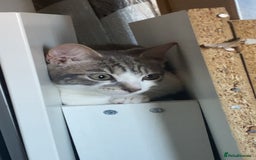 Mixed Breed cats for sale: One beautiful boy - Image 4