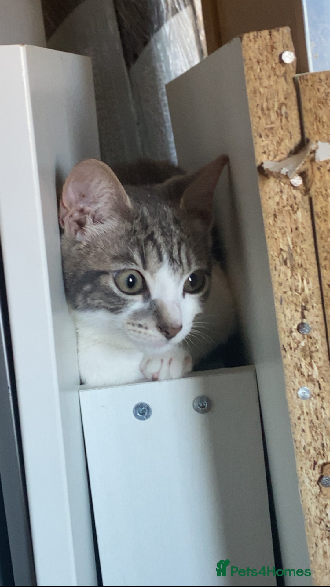 Mixed Breed cats for sale: One beautiful boy - Image 4