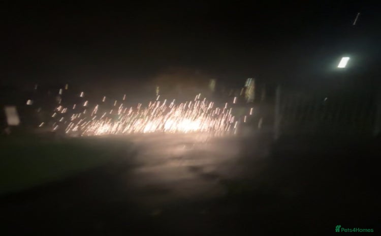 Koi Carp fish - Advert 1