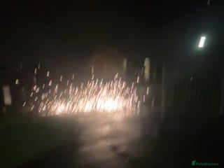 Koi Carp fish - Advert 1