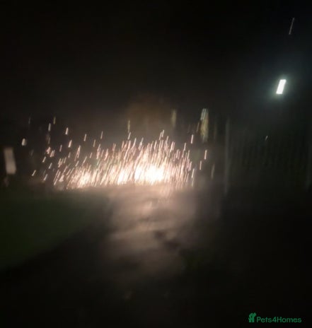 Koi Carp fish - Advert 1