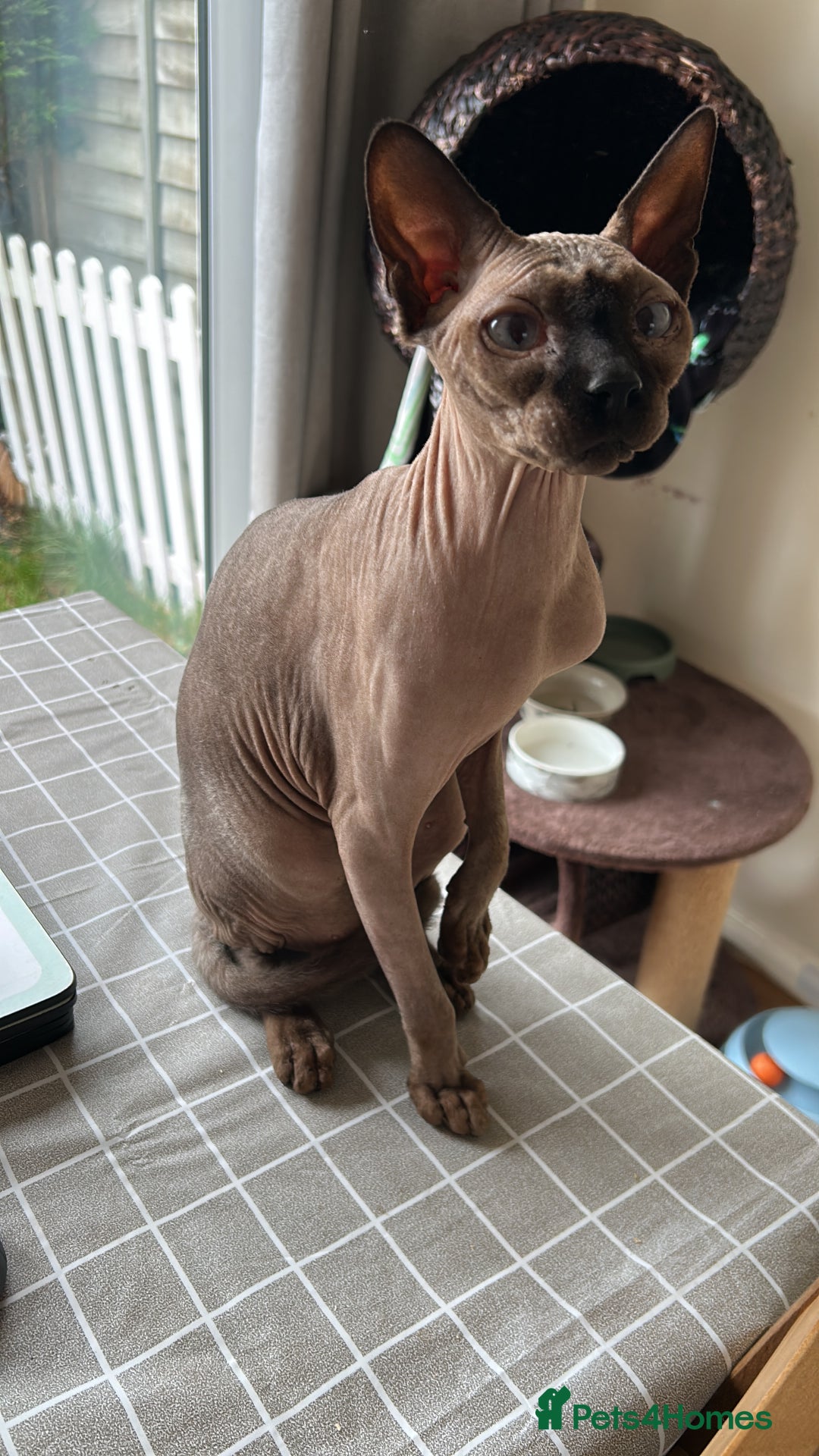 Sphynx cats for sale: Loving , chilled Boy Sphynx Cat - Advert 5