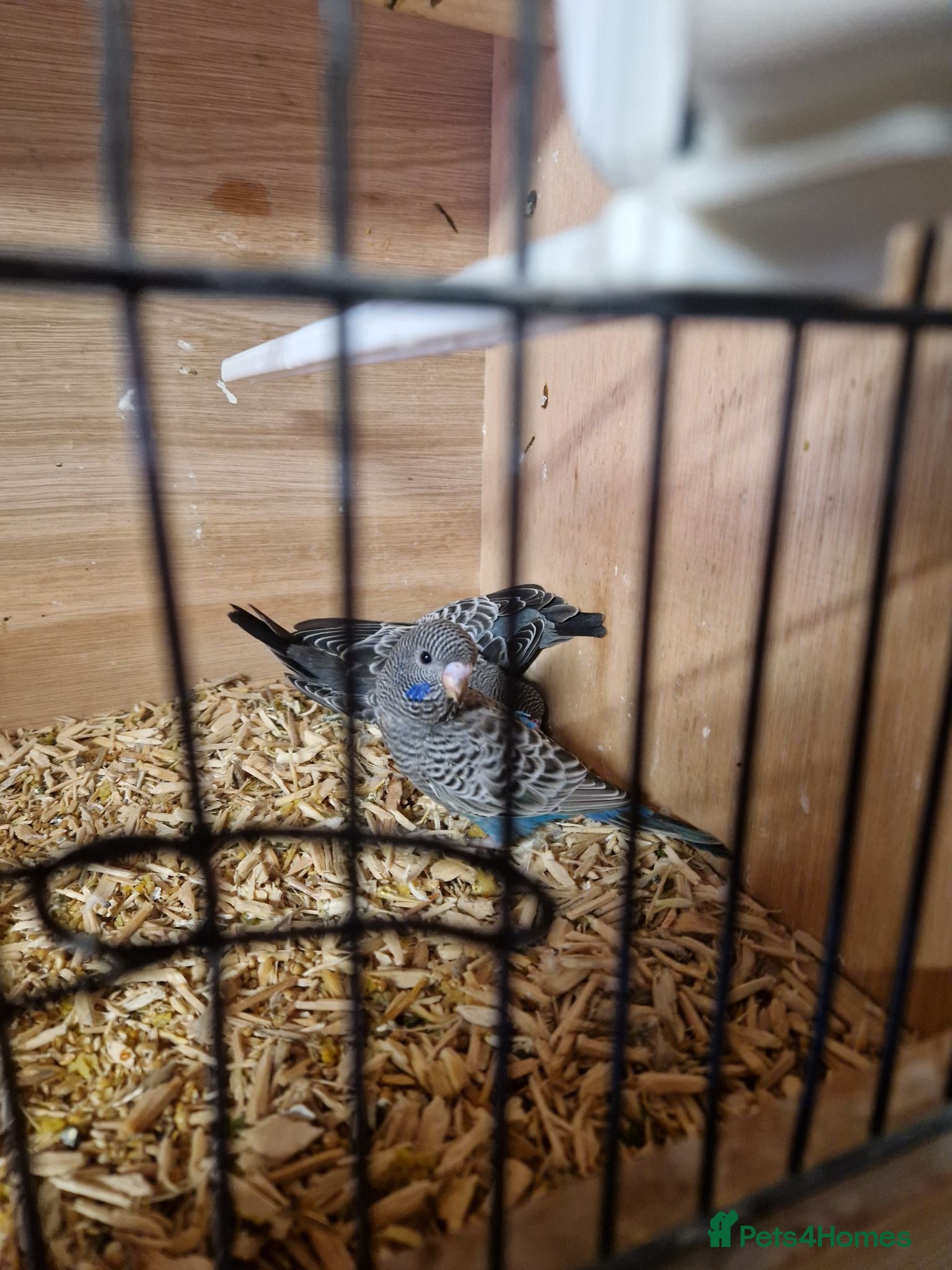 Budgerigars birds for sale: Young Budgies - Advert 3