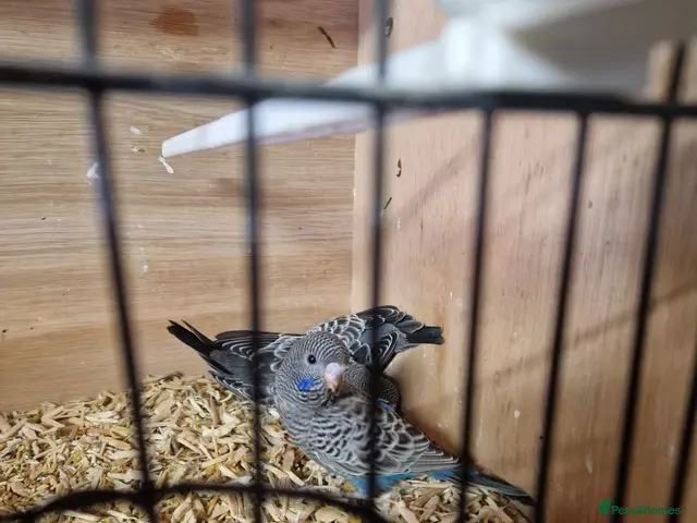 Budgerigars birds for sale: Young Budgies - Advert 3