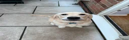 Golden Retriever dogs for sale: 6 month old boy golden retriever  - Advert 2