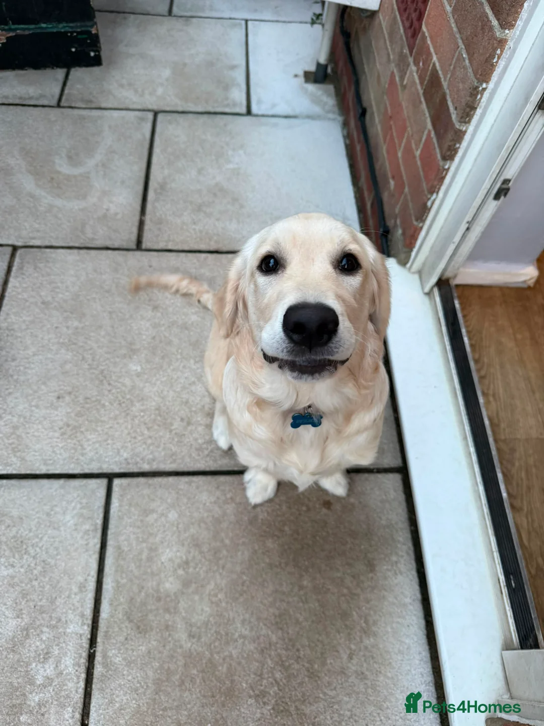 Golden Retriever dogs for sale: 6 month old boy golden retriever  - Advert 2