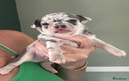 Chihuahua dogs for sale: Beautiful Chihuahua Babies - Image 4