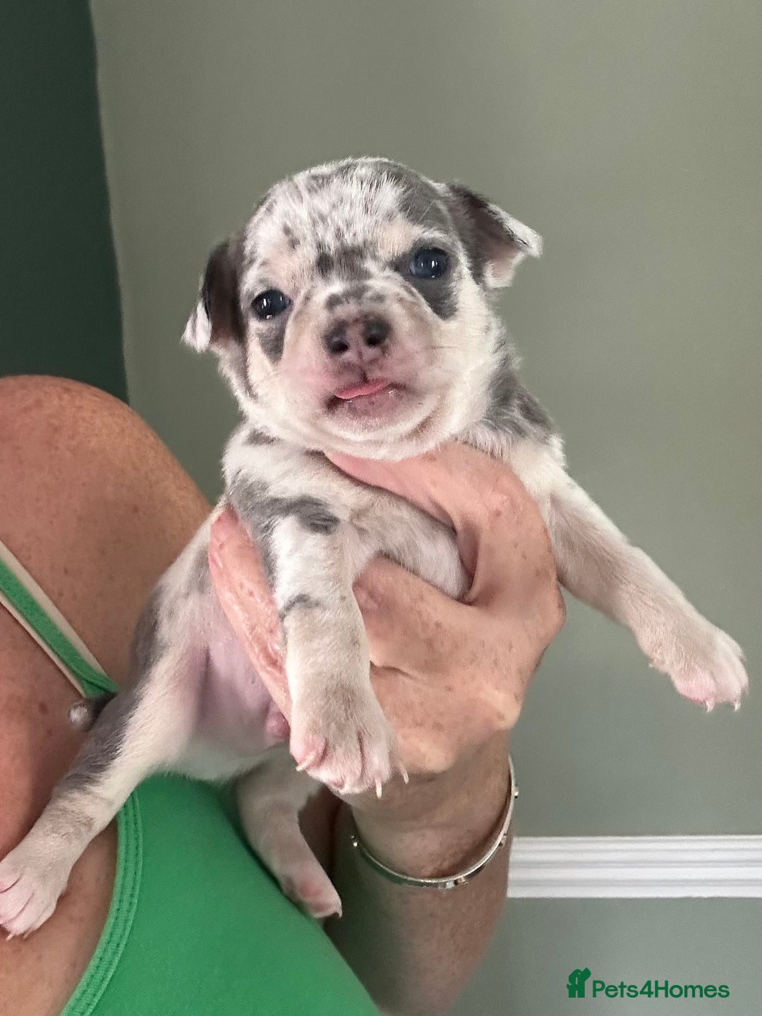 Chihuahua dogs for sale: Beautiful Chihuahua Babies - Image 4