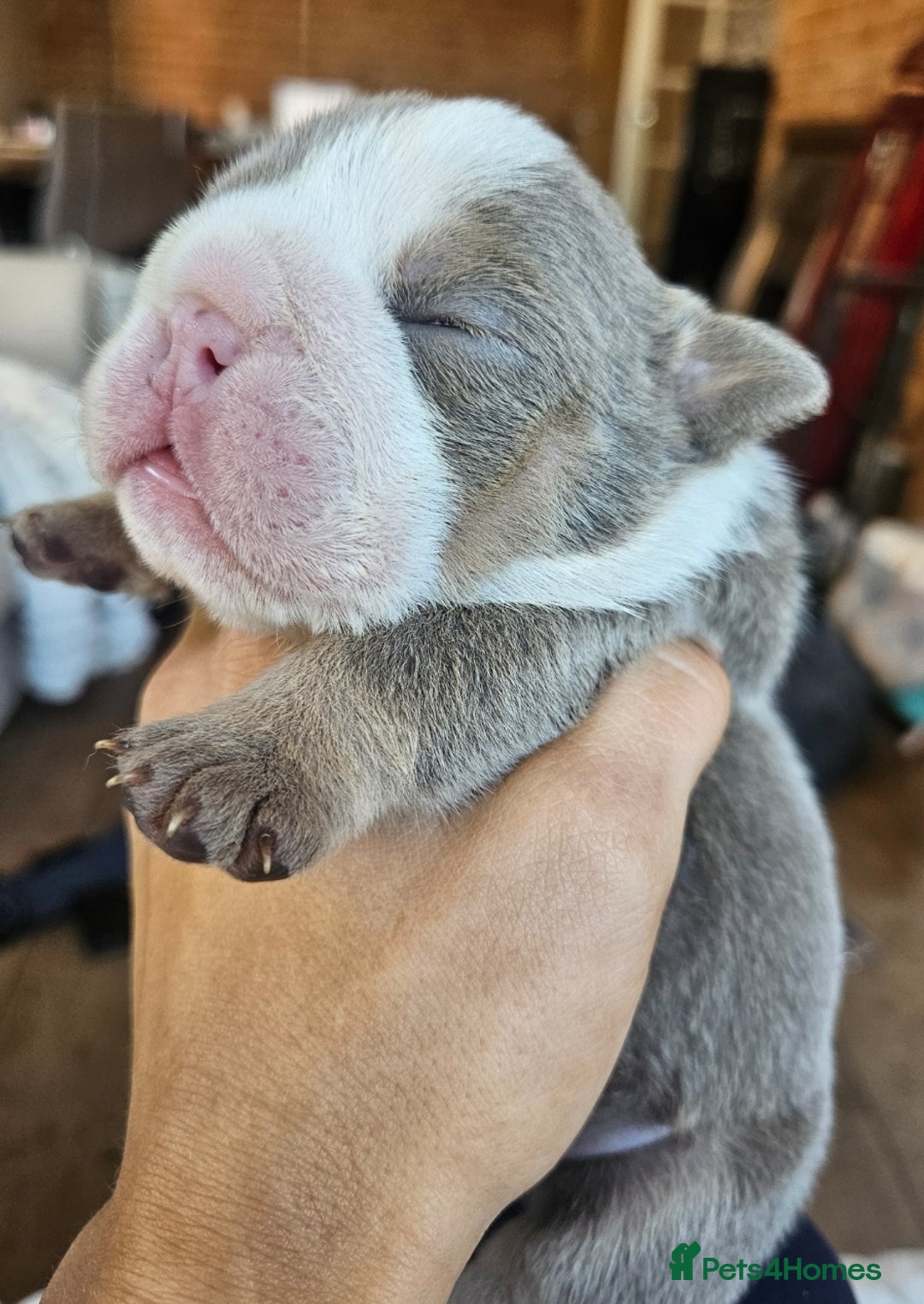 English Bulldog dogs for sale: Outstanding KC English Bulldogs, Top Quality Pups - Image 16