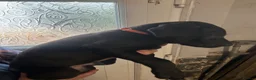 Mixed Breed dogs for sale: Stunning cane corso / Doberman puppies - Advert 15