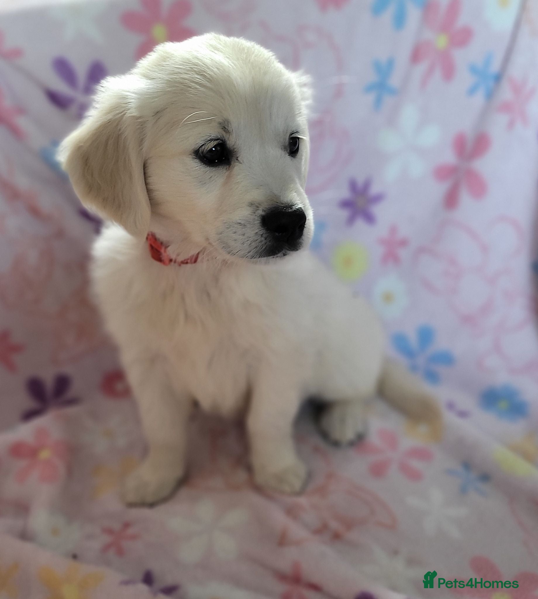 Golden Retriever dogs Last Beautiful snowy white girl  - Advert 8