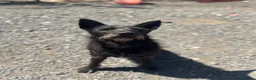 Mixed Breed dogs for adoption: Pascal is looking for a female adult-only home!  - Advert 3