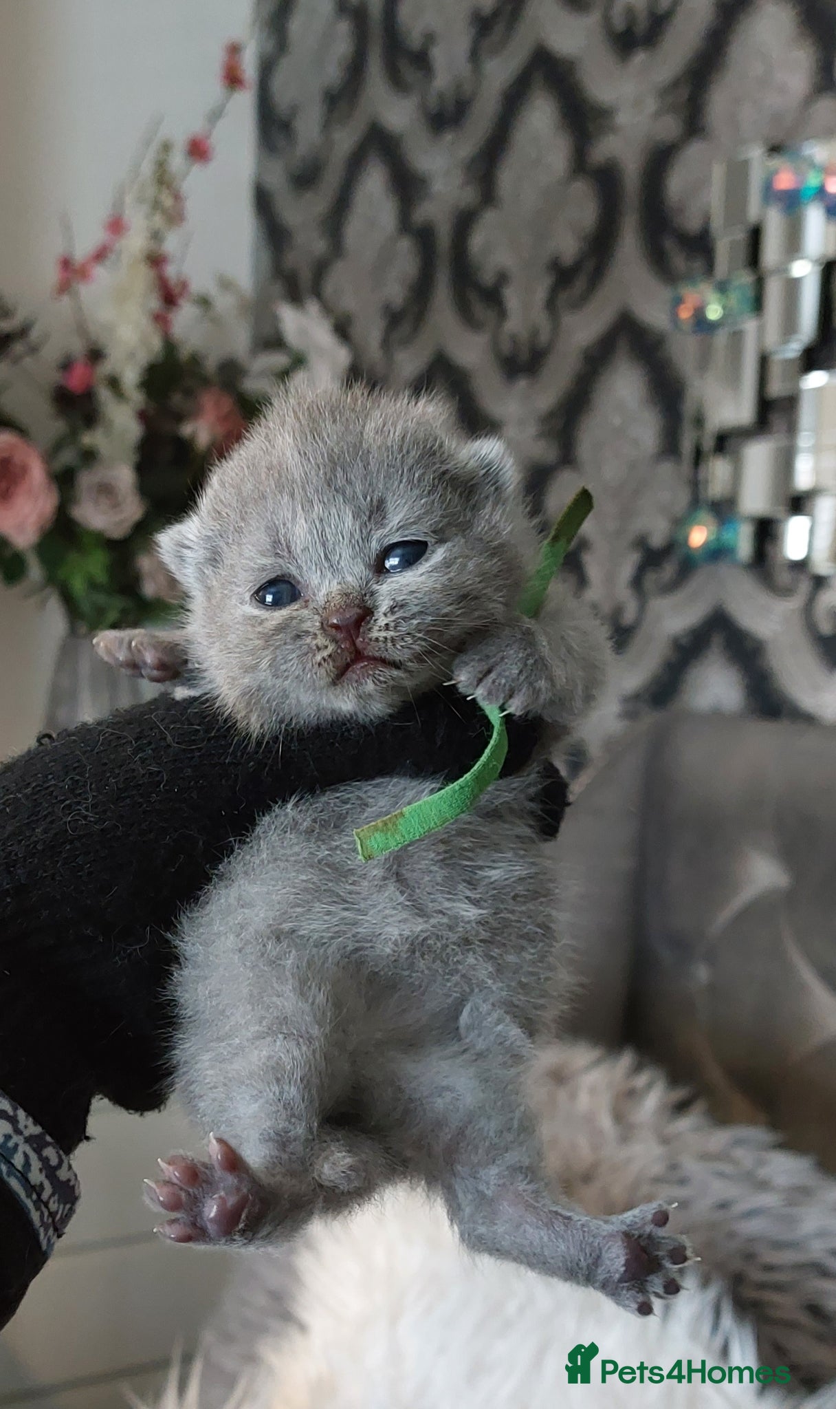 British Shorthair cats 🏆❤️‍🔥PRESTIGIOUS BABIES🏆🐻🐾 - Advert 1