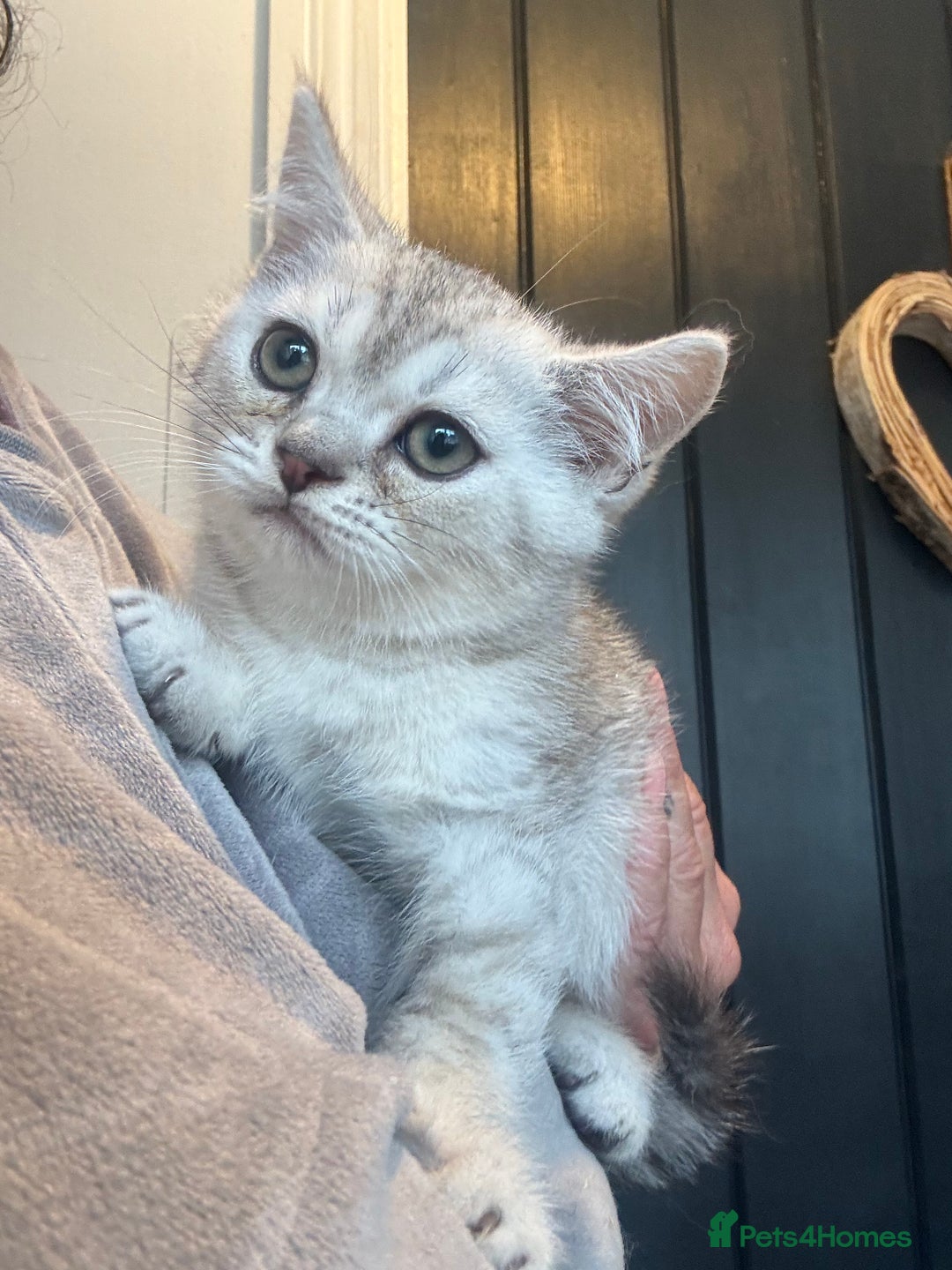 British Shorthair cats for sale: 1 BSH colour point & 4 rainbow BSH Chinchillas - Image 19