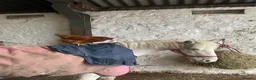 Other Breed horses for sale: Honest ad  in Selkirk - Advert 6
