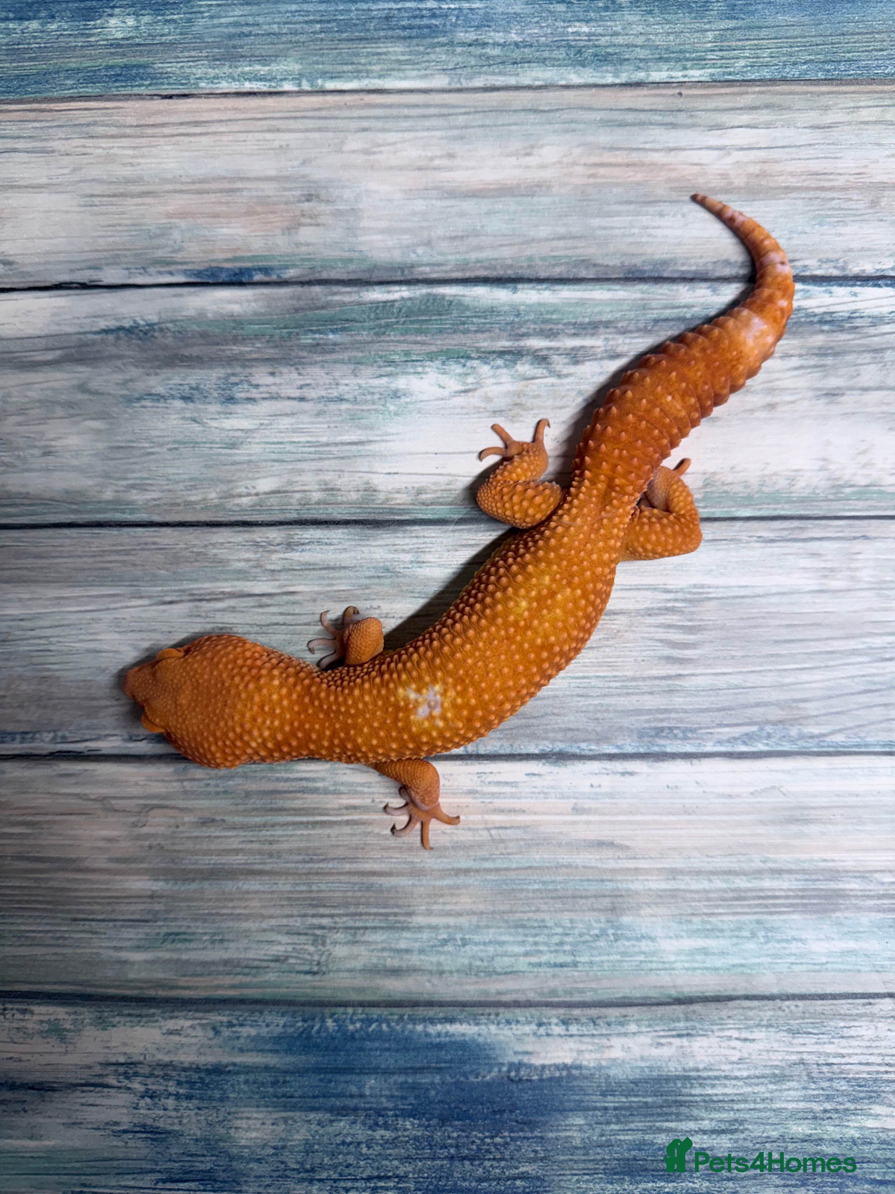Leopard Gecko reptiles Last few proven breeder males and few females ! - Advert 4