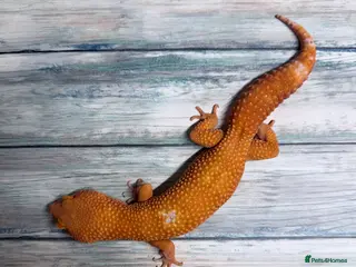 Leopard Gecko reptiles Last few proven breeder males and few females ! - Advert 5