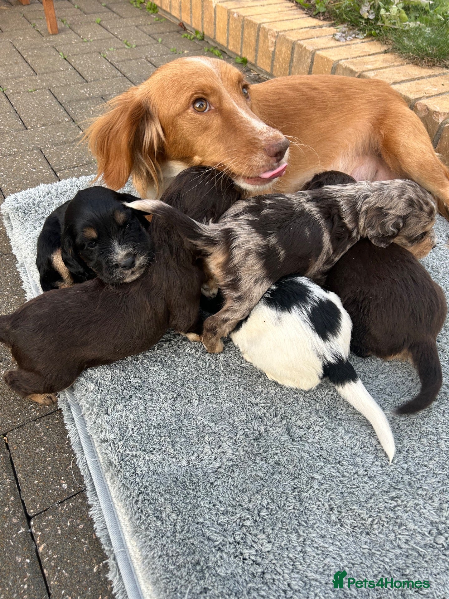 Cocker Spaniel dogs Cocker spaniel puppies 2 girls 3 boys  - Advert 10