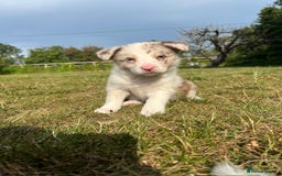 Border Collie dogs for sale: Kennel Club Border Collie Puppies For Sale - Image 23