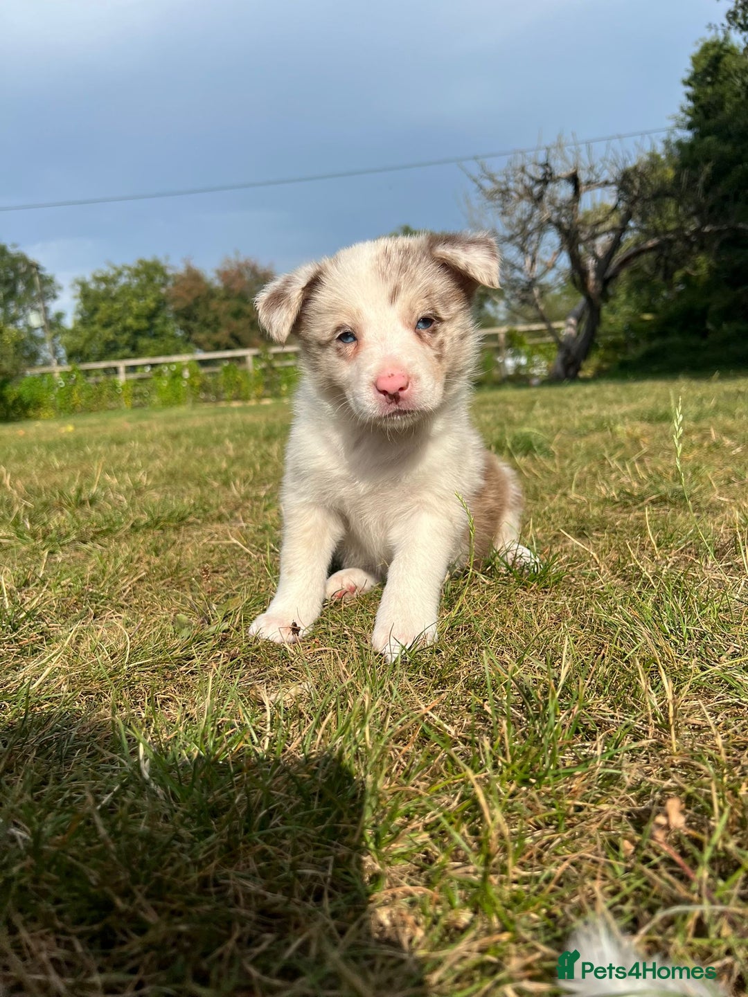 Border Collie dogs for sale: Kennel Club Border Collie Puppies For Sale - Image 23