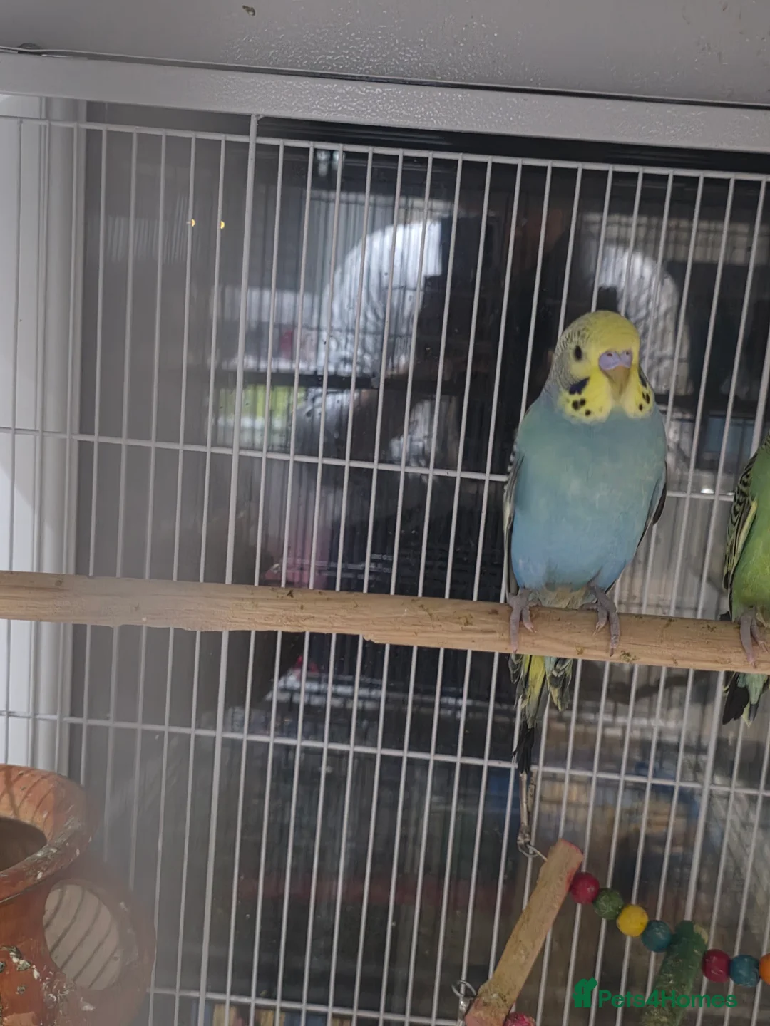 Budgerigars birds for sale: Bidgies in Dagenham - Advert 5