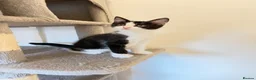 Mixed Breed cats for sale: 🐾 Six Adorable Kittens Looking for Loving Homes  - Advert 9
