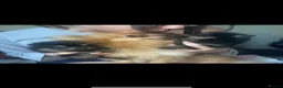 Pomeranian dogs for sale: Black & Tan balls of fluff  - Advert 8