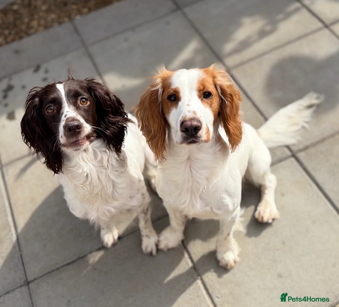 Cocker Spaniel dogs for sale: cocker spaniel  - Advert 2