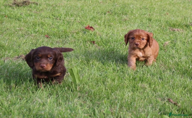 Cocker Spaniel dogs - Advert 11