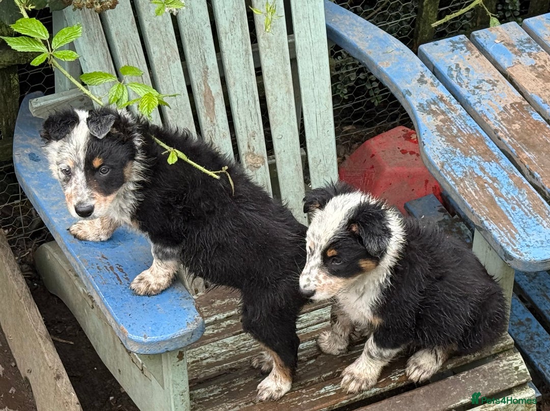 Border Collie dogs for sale: Border Collie Puppies  - Image 5