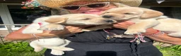 Labrador Retriever dogs for sale: Fabulous blonde Labrador puppies  - Advert 4