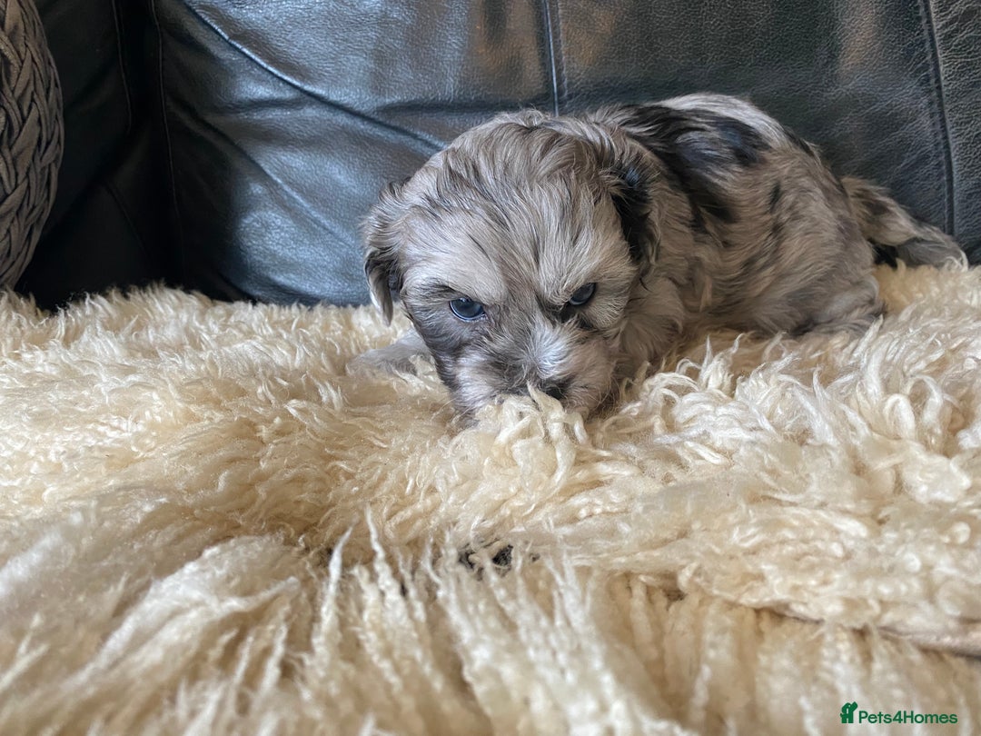 Shihpoo dogs for sale: Adorable F1 ShihPoo puppies in Faversham - Image 14