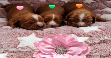 Cavalier King Charles Spaniel dogs - Advert 4