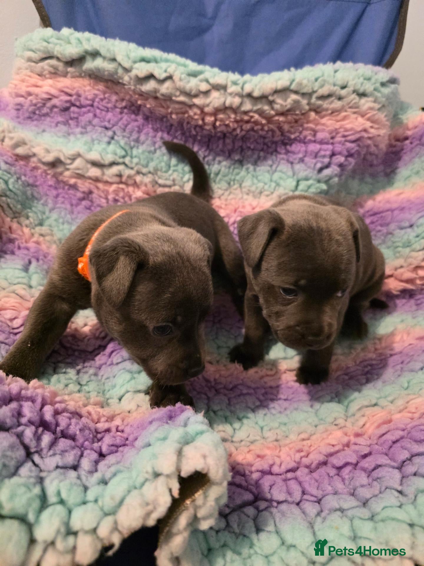 Staffordshire Bull Terrier dogs 2 stunning blue  female kc staffys available  - Advert 18