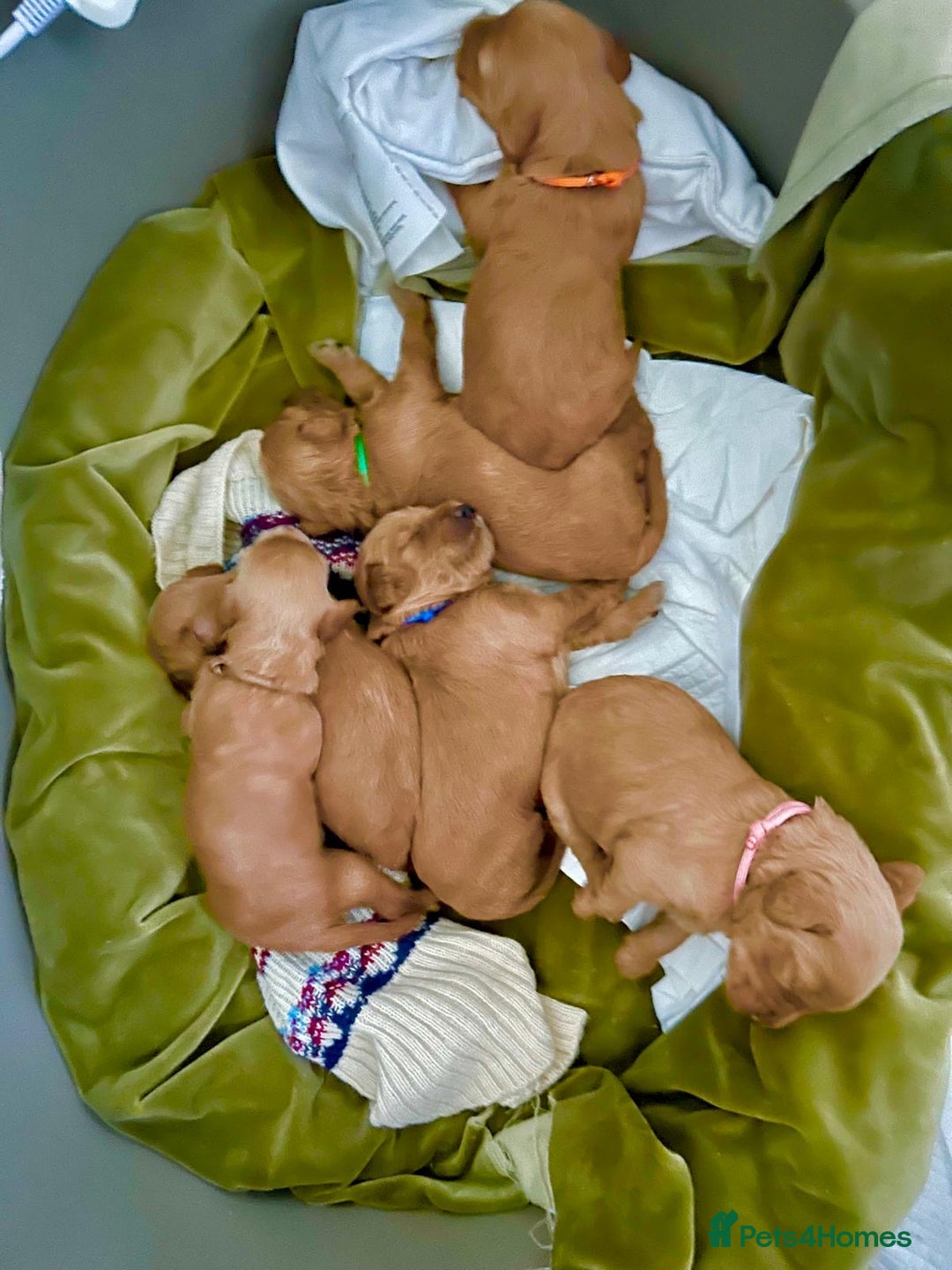 Labradoodle dogs for sale: 🥰 Cute Miniature labradoodle Pups 💖💕 - Advert 10