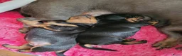 Miniature Dachshund dogs for sale: 3 Stunning Black/Tan Mini Dachshund Girls - Advert 26