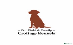 Labrador Retriever dogs for sale: Fab KC Fox Red Pups - 4* Higher Standard Breeder - Advert 12